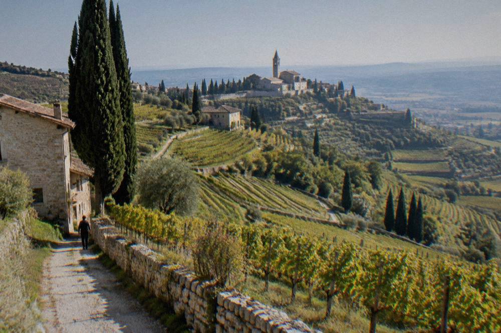 Vineyard rows on a Valpolicella hillside outside Verona under a clear sky