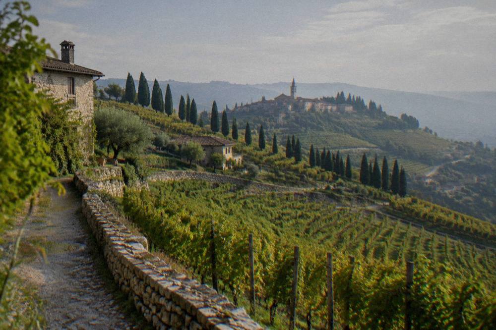 A vineyard hillside with a row of cypress trees and a distant hilltop town