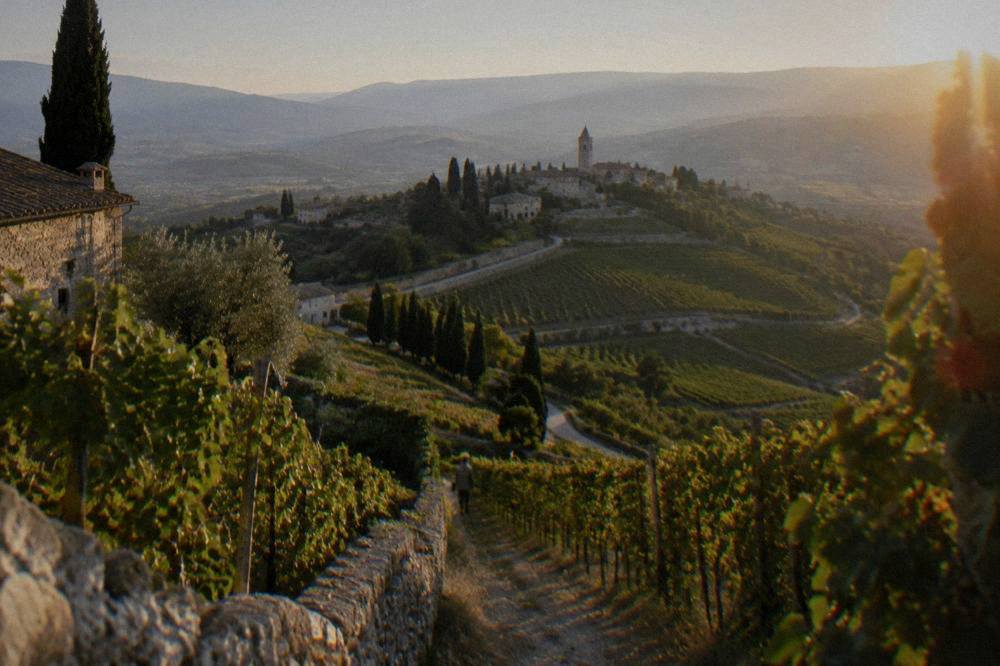 Rows of grapevines on rolling hills with mountains hazy in the distance