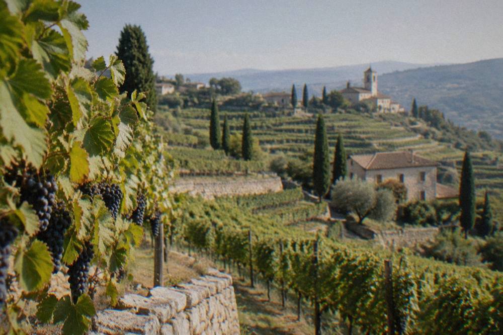 Vineyard rows climbing a hillside in the Valpolicella wine country near Verona
