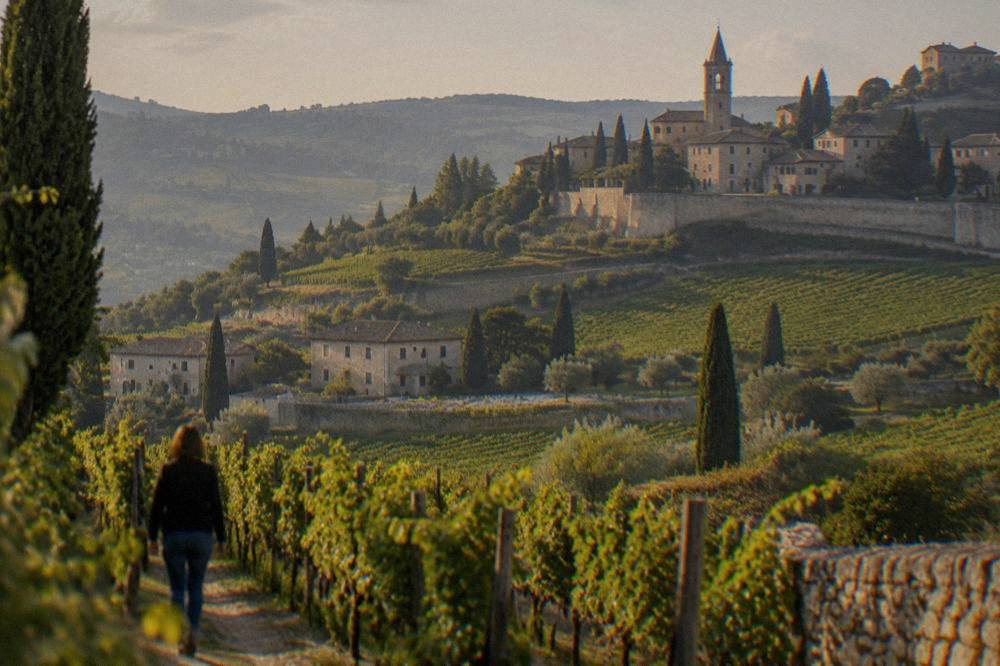 Rows of grapevines on a hillside below a walled town in the Veneto countryside