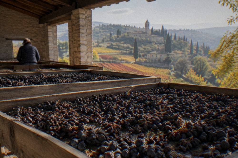 Rows of harvested grapes drying on wooden racks in an airy loft