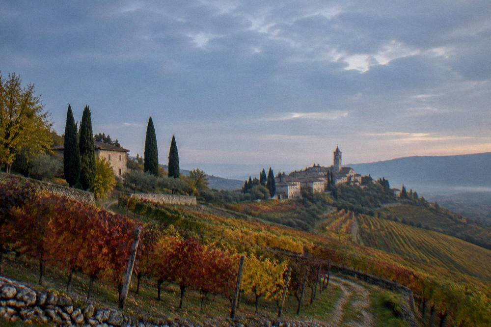 Autumn vineyard rows with red and yellow leaves under an overcast sky