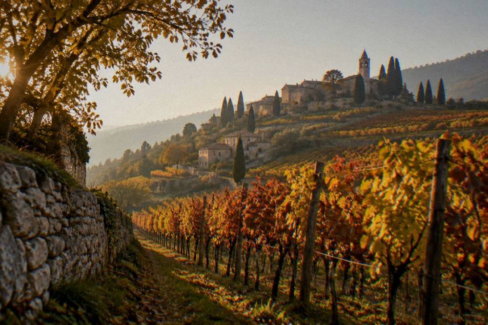 Autumn vineyard rows in the Valpolicella hills outside Verona with leaves turning gold