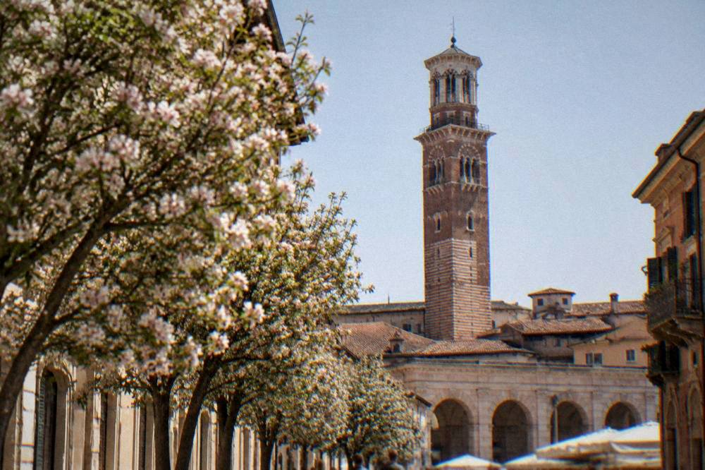 Blossoming trees lining a Verona street with the Torre dei Lamberti rising behind rooftops