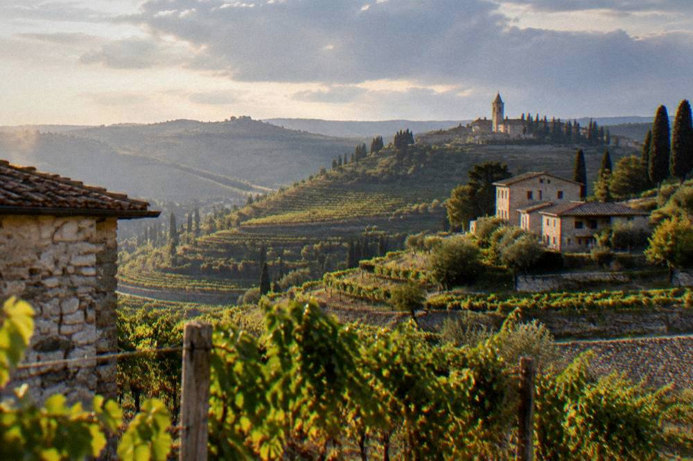 Terraced vineyard rows on hillsides north of Verona at golden hour