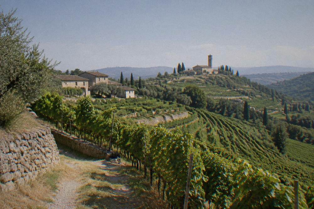 Vineyard rows on a hillside in the Valpolicella wine region near Verona