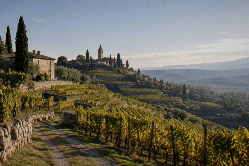 Rows of vines on a terraced hillside in the Valpolicella wine region