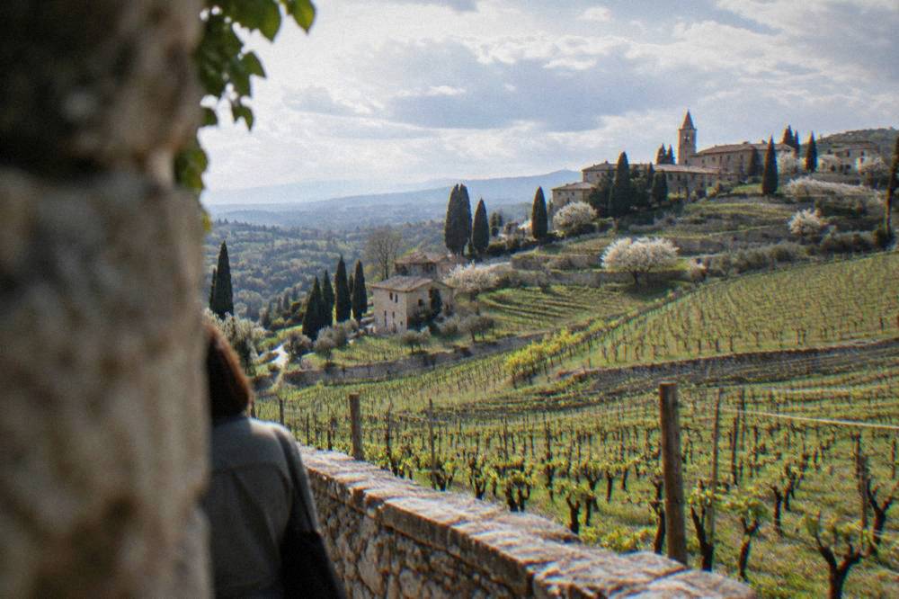 Rows of vines just leafing out across a Valpolicella hillside in spring