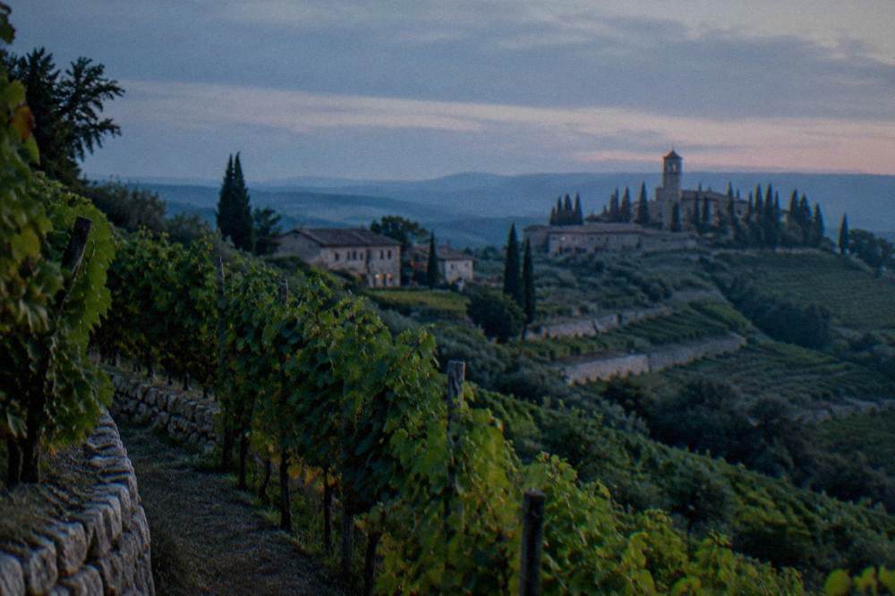 Rows of grapevines on a hillside winery in the Valpolicella hills