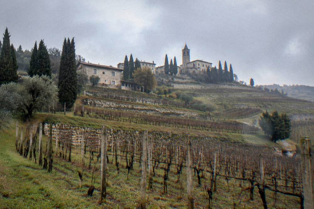 Vineyard rows on a hillside in the Valpolicella wine region near Verona