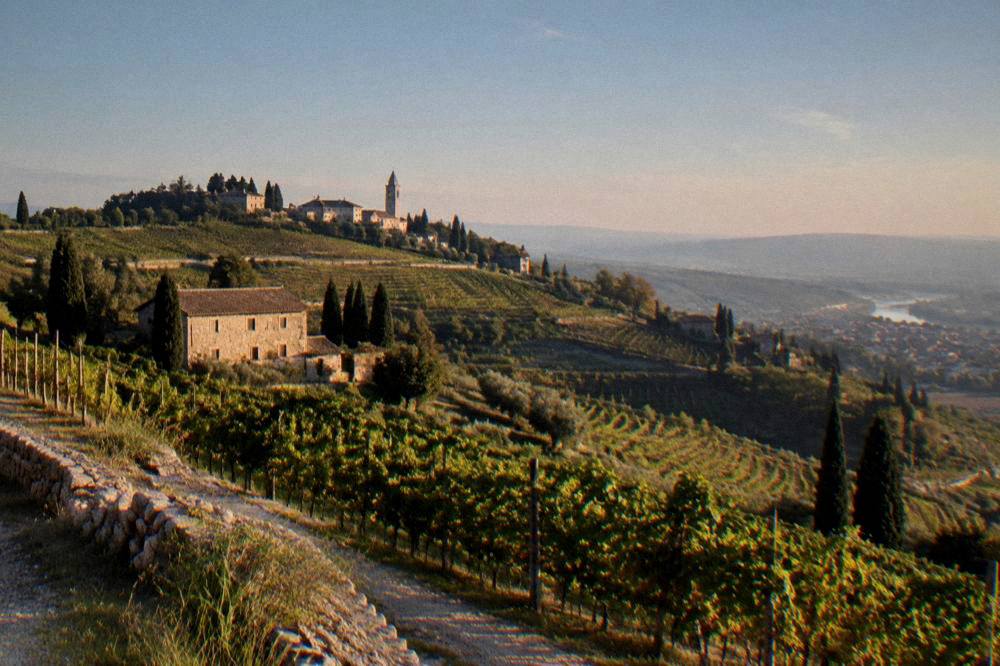 Vineyard rows on a Valpolicella hillside above Verona