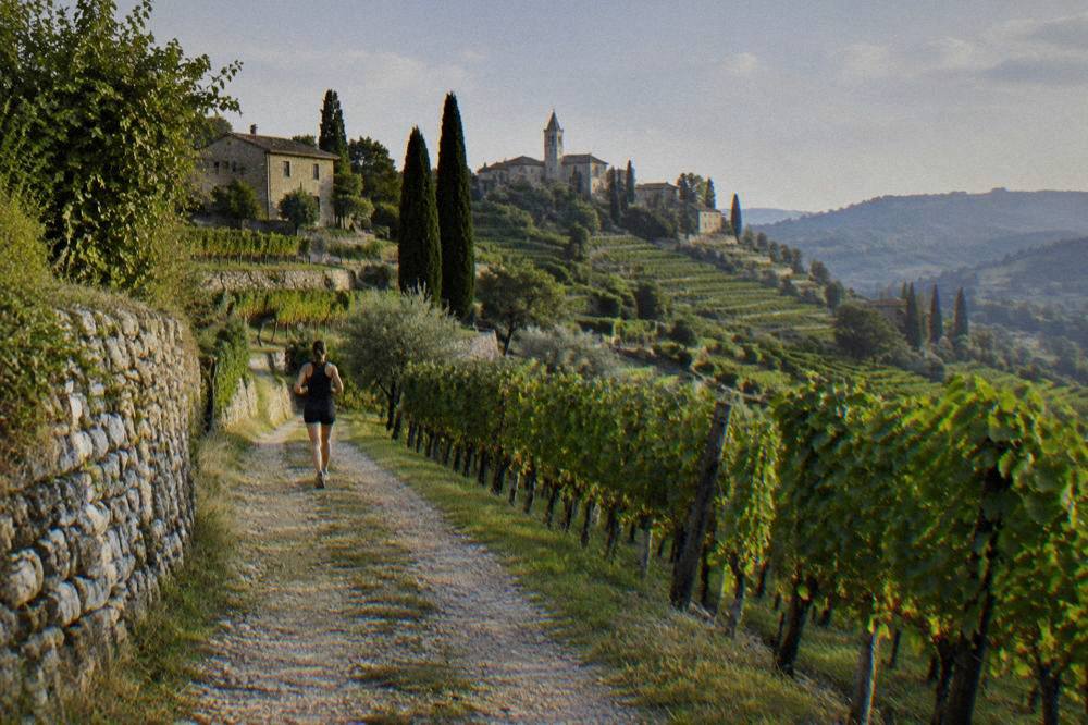 A vineyard hillside in the Valpolicella hills north of Verona in late afternoon light