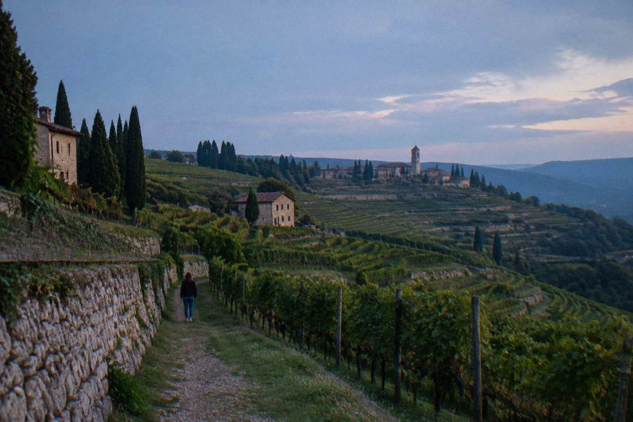 Rows of grapevines on a terraced hillside in the Valpolicella hills north of Verona