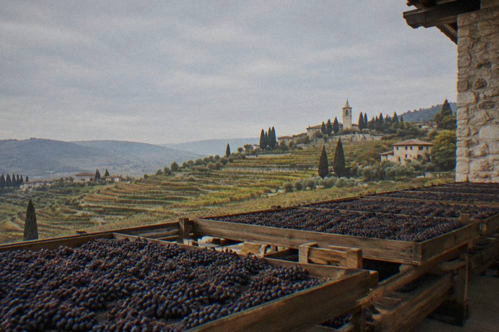Grape bunches spread on wooden racks for drying in a ventilated winery loft