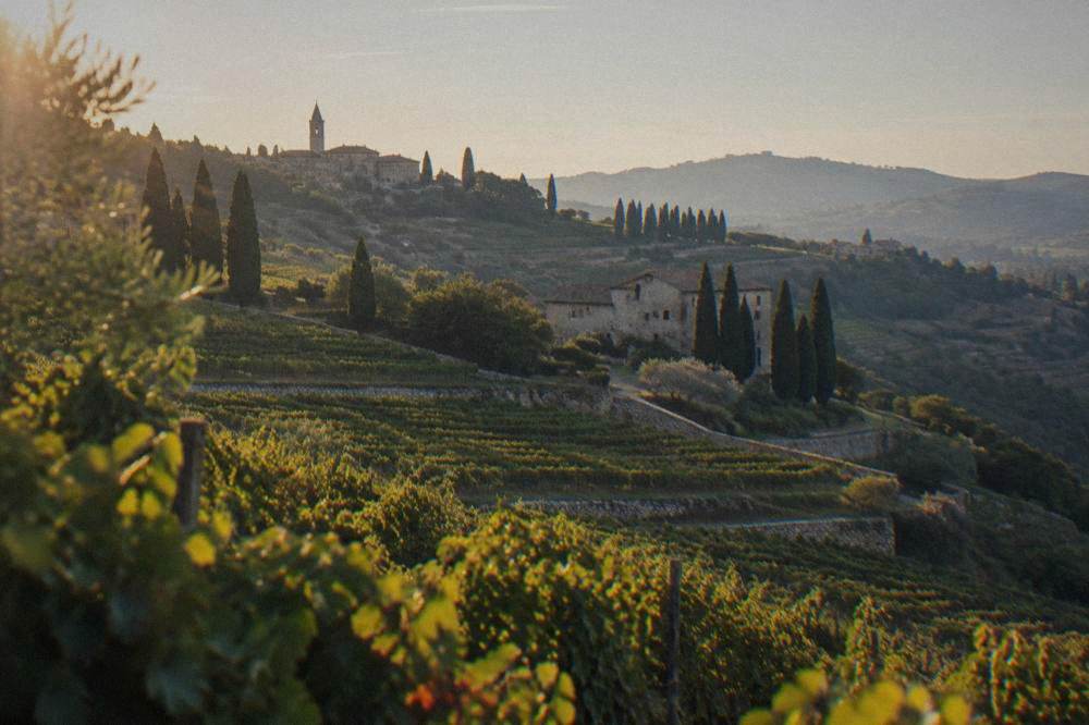 Rows of grapevines on a Valpolicella hillside with cypress trees and a stone villa